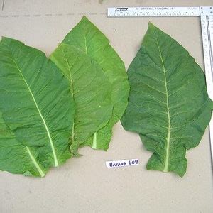 1000 Havana 608 Seeds Heirloom Non-gmo Nicotiana Tabacum - Etsy