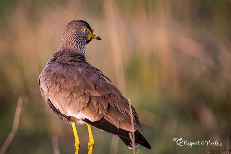 Top 34 African Birds A Safari Photo Guide