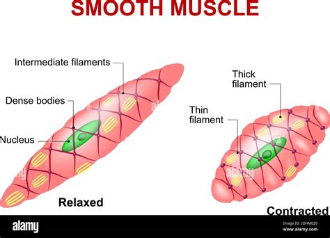 Smooth muscle tissue. Anatomy of a relaxed and contracted smooth muscle ...