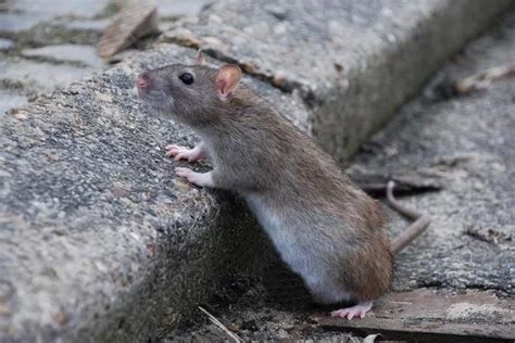 Potkan obecný Rattus norvegicus norvegicus ChovZvířat cz