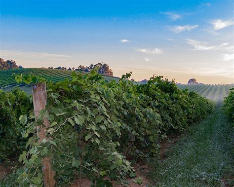 The 10 Best Maryland Wineries And Vineyards To Visit 2025