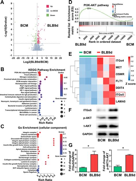 Activation Of Itg Pi K Akt Pathway By Blb D For Bmscs Osteogenesis