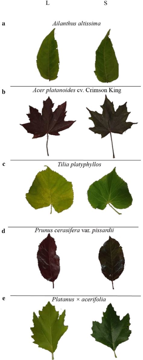 Prunus Cerasifera Leaf