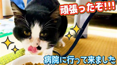 保護した野良猫と病院に行って来ました診察結果をご報告します 猫 Cat 保護猫 Youtube