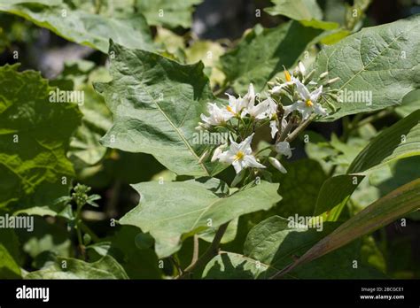 Solanum torvum swartz hi-res stock photography and images - Alamy