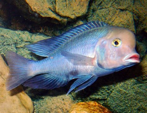 Blue Dolphin Large Cichlid | Arizona Aquatic Gardens