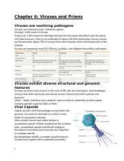 Chapter Viruses And Prions Docx Chapter Viruses And Prions