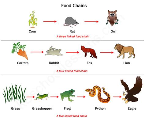 Food Chain Cycle