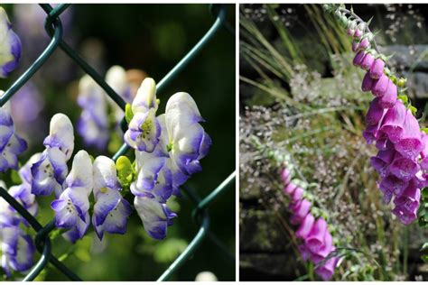 Ядовитые цветы в саду (54 фото)