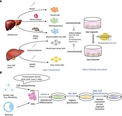 Frontiers Liver Organoids A Promising Three Dimensional Model For