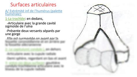 Solution Articulation Du Coude Studypool