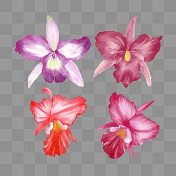 Brazil National Flower PNG, Vector, PSD, and Clipart With Transparent ...