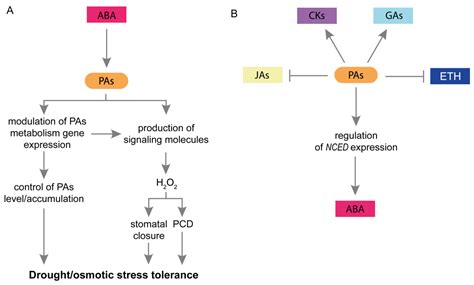 Plants Free Full Text Interactions Of Polyamines And Phytohormones