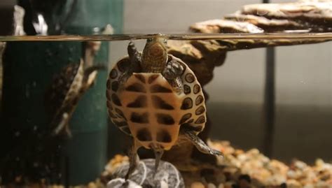 Golden Thread Turtle | Facts, Size, Care, Baby, Sale