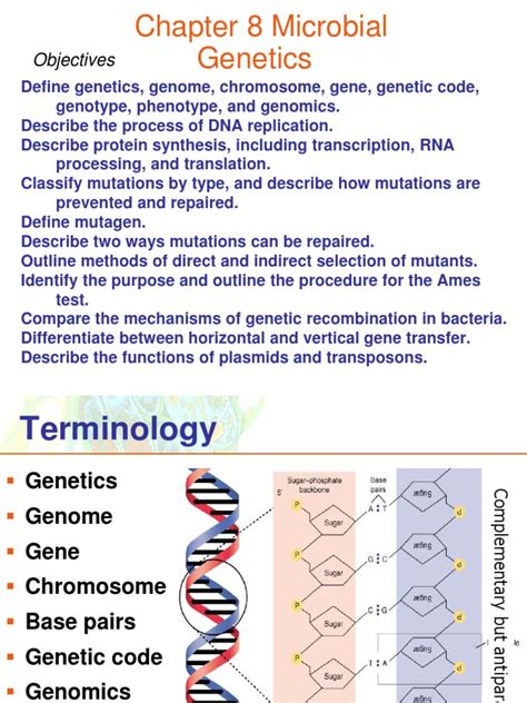 Microbial Genetics S | PDF | Translation (Biology) | Transformation ...