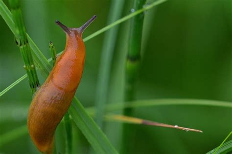 Free Slug Snail Images Pixabay