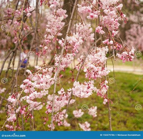 Cherry Blossom In Kyoto Japan Stock Photo Image Of Blossom Blooming