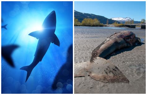 Gray Whale With Huge Shark Bite Washes Ashore In Oregon Newsweek