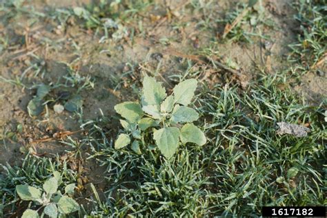 Pigweed Genus Amaranthus