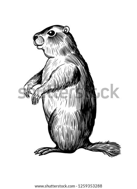 Groundhog Day Sketch Standing Groundhog Vector Stock Vector (Royalty ...