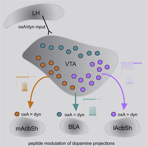 Projection Target Defined Effects Of Orexin And Dynorphin On Vta