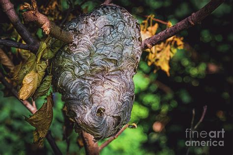 Bald Faced Hornets Hive Photograph Photograph By Stephen Geisel Fine Art America