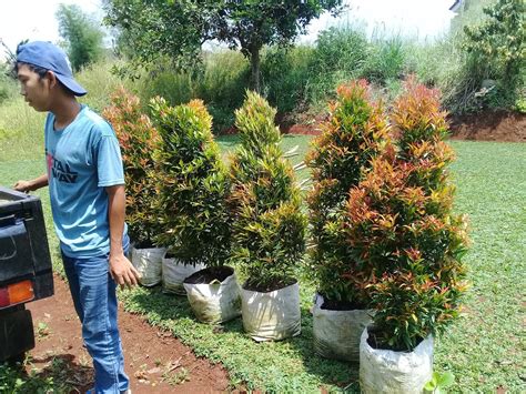 Harga Tanaman Pucuk Merah Berbagai Ukuran Jual Pohon Pucuk Merah