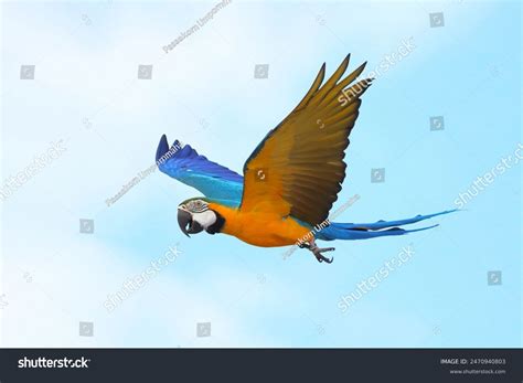 Colorful Macaw Parrot Flying Sky Free Stock Photo 2470940803 | Shutterstock