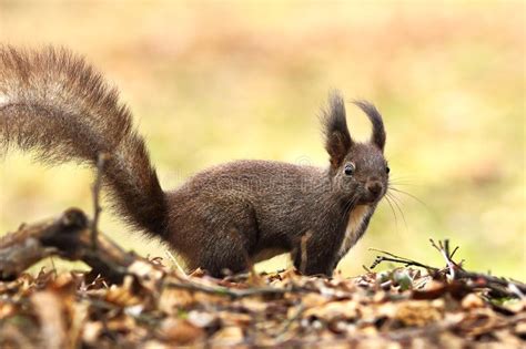 Squirrel in Its Habitat in Spain Stock Image - Image of pattern ...