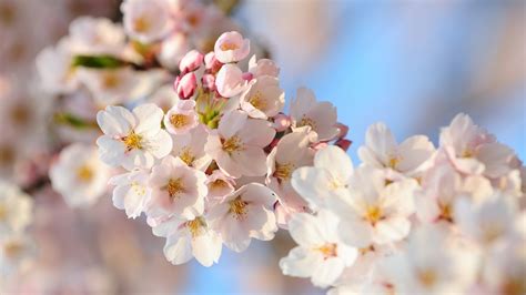 57 Besten Blumen Hintergrundbilder für PC