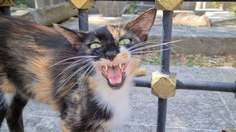 Cute Calico Cat Meows Loudly Because Its So Hungry Youtube