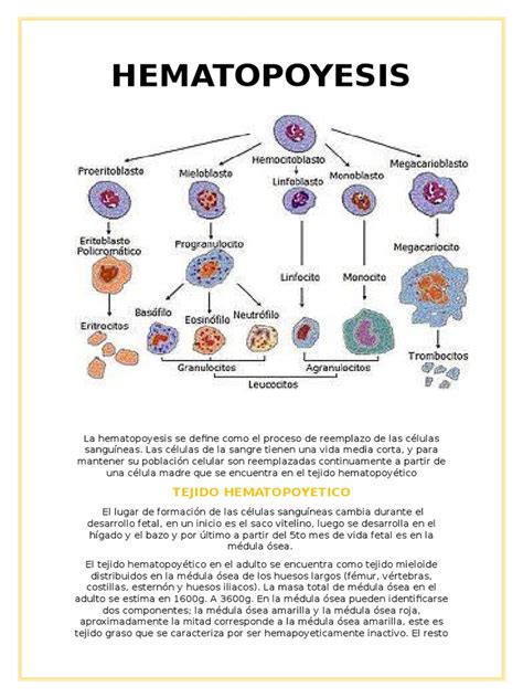 Que Es La Hematopoyesis