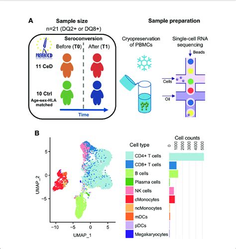 Single Cell Survey Of PBMCs In CeD Context A Study Overview The