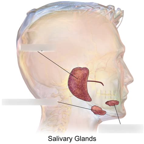 salivary glands Diagram | Quizlet