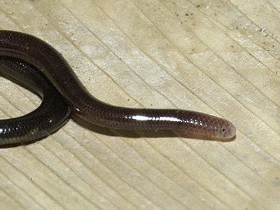 Brahminy Blind Snake - Ramphotyphlops braminus