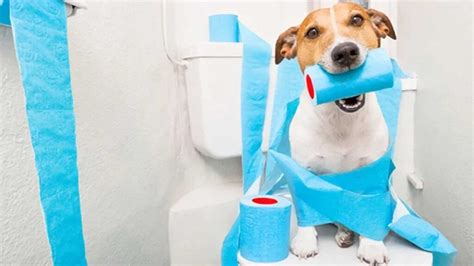 Dog Diarrhea: Causes, Treatment, Remedies + FAQ Pets Feed