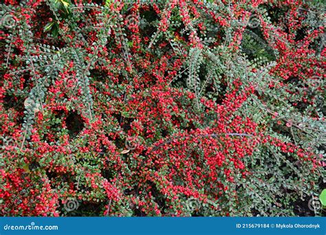 Bush With Red Tiny Berries Cotoneaster Horizontalis Stock Photo Image