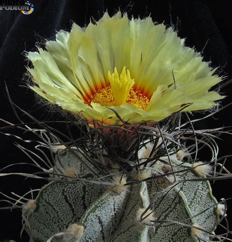 Астрофитум (112 фото) » НА ДАЧЕ ФОТО