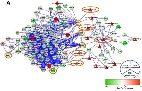 Integrated mRNA and microRNA transcriptome sequencing characterizes ...