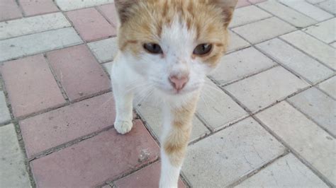 Бродяга | Пикабу