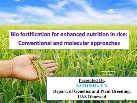 Biofortification Of Rice