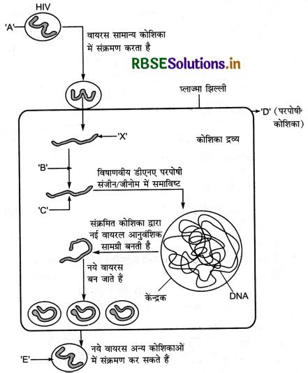 Rbse Class 12 Biology Important Questions Chapter 8 मानव स्वास्थ्य तथा रोग