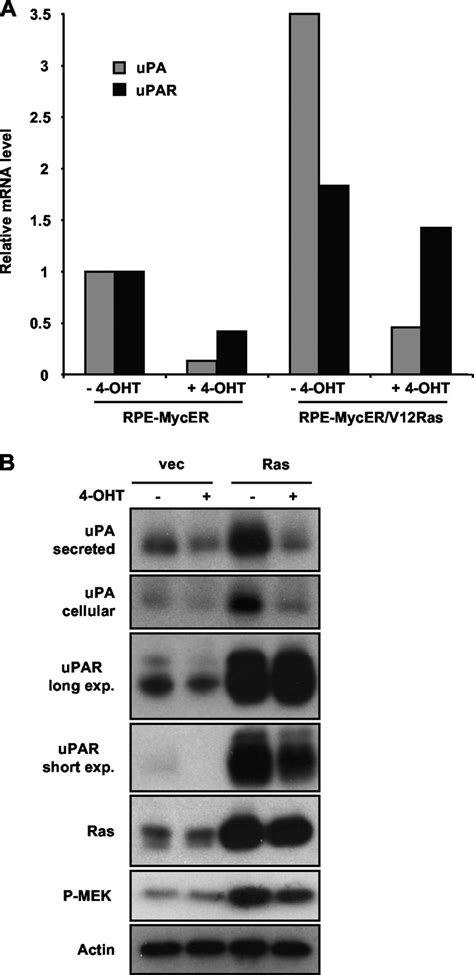 Expression Of Upa And Upar Is Strongly Increased By V Ras But Upa Is