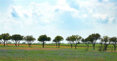 Texas wildflower season is here, and signs point to a longer run