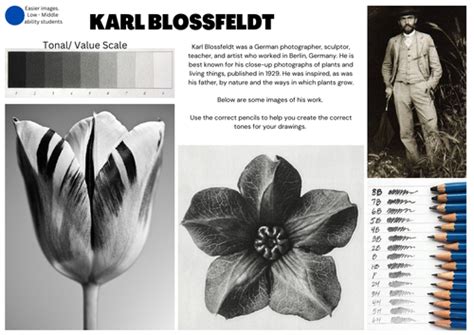 Botanical Forms Karl Blossfeldt Art Teacher Resources Teaching