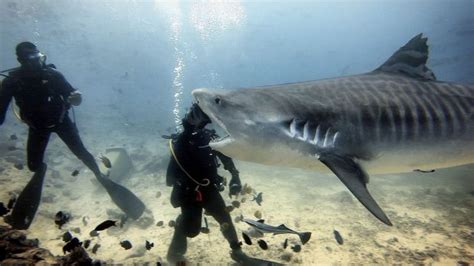 Foto Registra Momento Exato Em Que Tubar O Morde Mergulhador Gmc Online