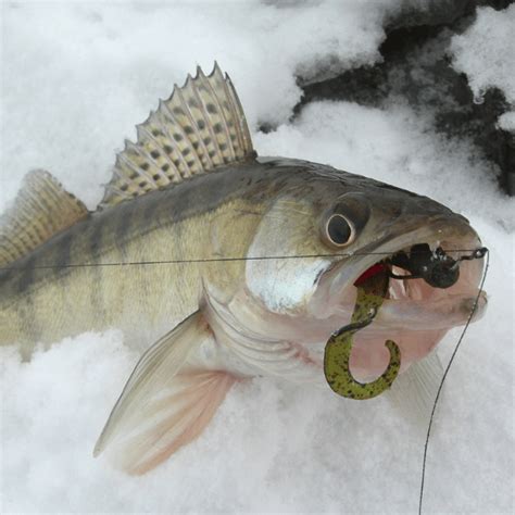 Best Walleye Ice Fishing Lure & Jig Colors + Bait Tips (2022)