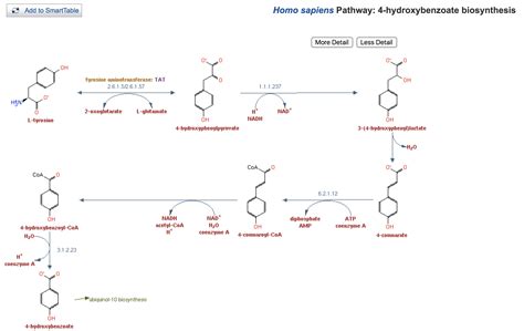 What Are The Human Genes Encoding The Enzymes That Convert L Tyrosine