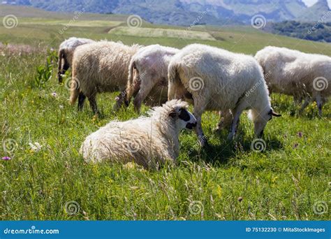 Carneiros Que Pastam No Pasto Verde Foto De Stock Imagem De Pastoral