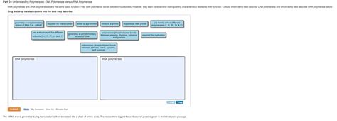 Solved Understanding Polymerases: DNA Polymerase versus RNA | Chegg.com 